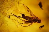 Detailed Fossil Caddisfly and Five Flies in Baltic Amber #142247-2